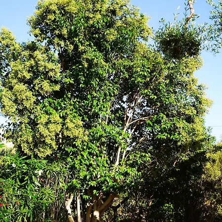 Trulli Pastore Bed and Breakfast 4*