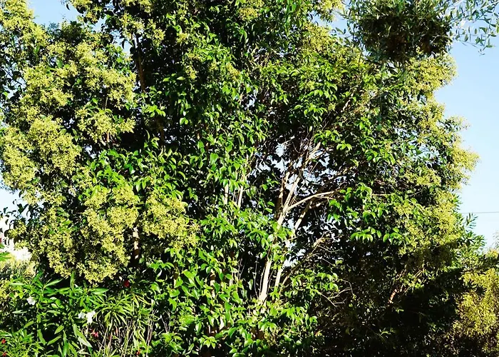 Trulli Pastore לינה וארוחת בוקר 4*